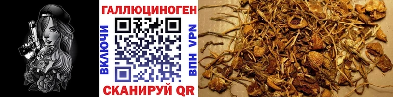 Галлюциногенные грибы Psilocybine cubensis  Купить закладки  Юхнов 